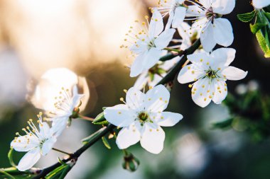 Bir bahar gününde ağaç çiçekleri çiçek