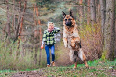 Ormanda güzel kızla oynayan Alman çoban