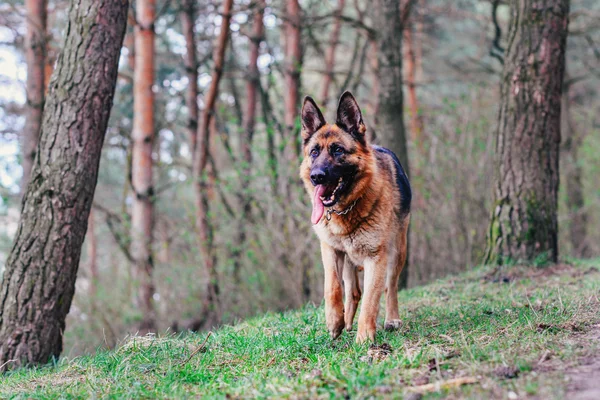 Portret van een Duitse herder, die over het gras loopt — Stockfoto