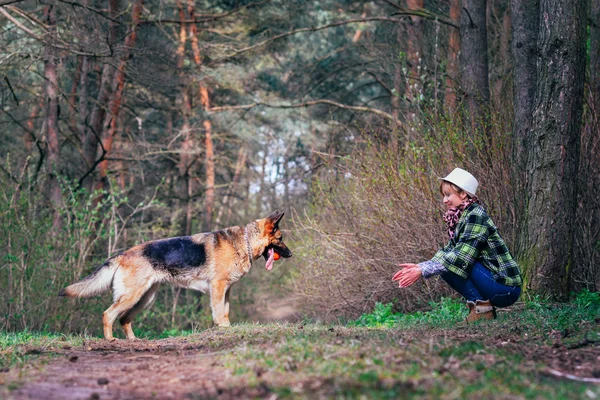 Німецька вівчарка, граючи з красива дівчина в лісі — стокове фото