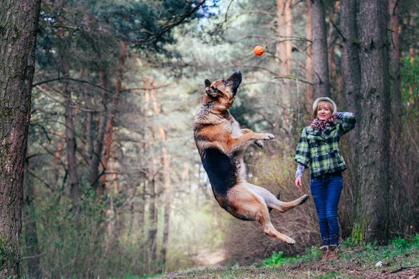 Duitse herder spelen met mooi meisje in het bos — Stockfoto