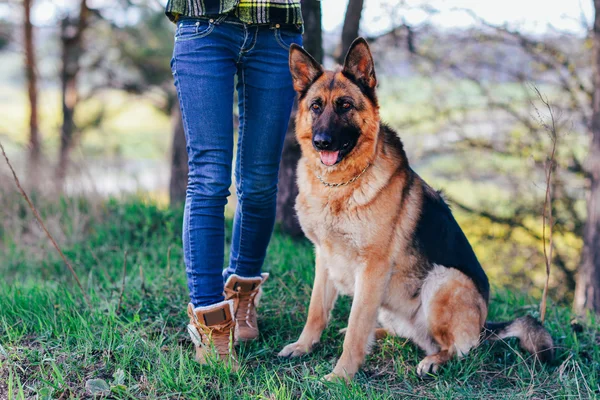 Ormanda güzel kızla oynayan Alman çoban