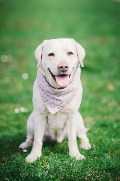 Labradorský retrívr sedící na zelené trávě — Stock fotografie