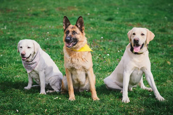 Německý ovčák a dva Labradoři, sedí na zelené trávě — Stock fotografie