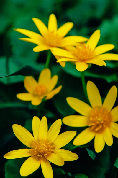 Jovens belas flores amarelas crescendo entre grama verde — Fotografia de Stock