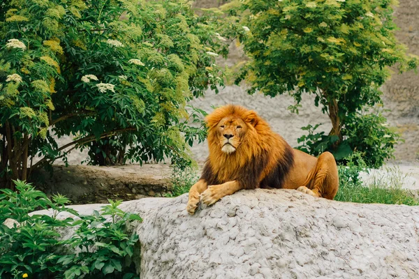 動物園で石の上に横たわる大きなライオン. — ストック写真