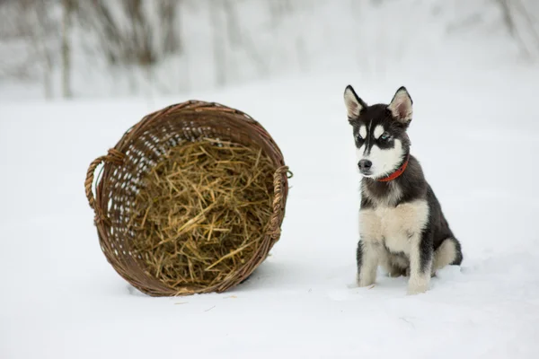 Husky siberiano em neve em um dia de inverno — Fotografia de Stock