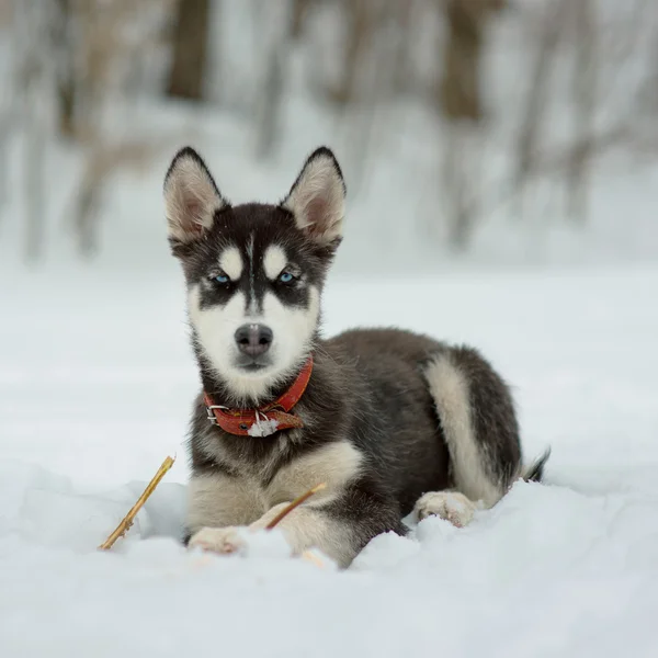 Husky siberiano em neve em um dia de inverno — Fotografia de Stock