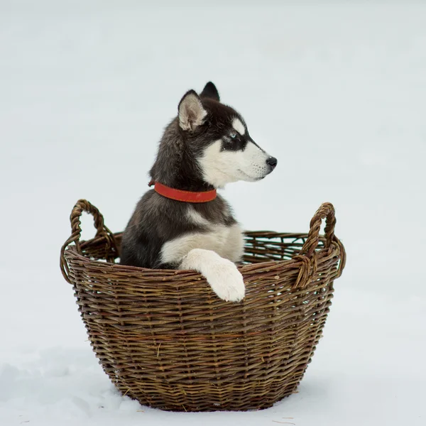 Siberian Husky im Schnee an einem Wintertag — Stockfoto