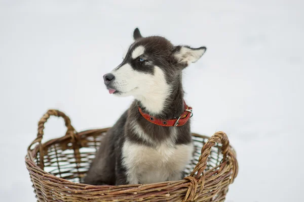 Husky siberiano en la nieve en un día de invierno — Foto de Stock