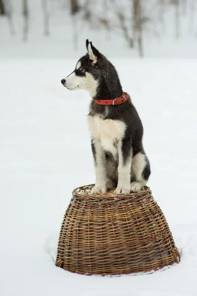 Husky siberiano em neve em um dia de inverno — Fotografia de Stock