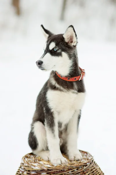 Husky siberiano en la nieve en un día de invierno — Foto de Stock