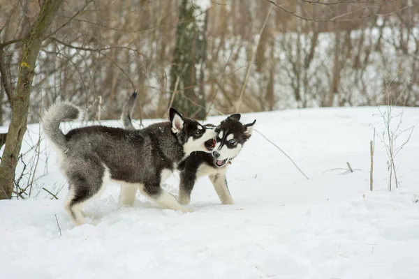 Husky siberiano jugando en la nieve en el día de invierno — Foto de Stock