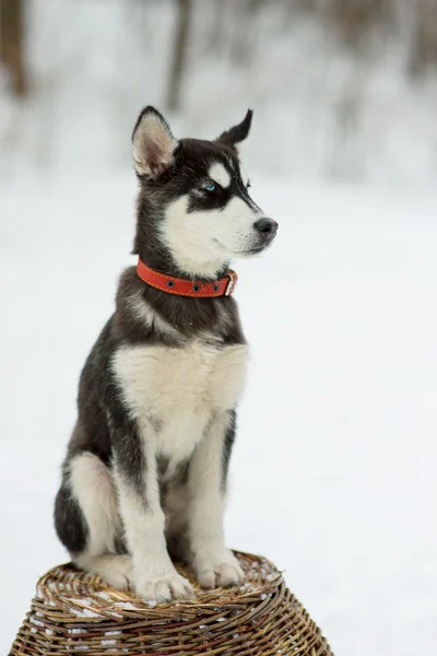 Husky siberiano en la nieve en un día de invierno — Foto de Stock