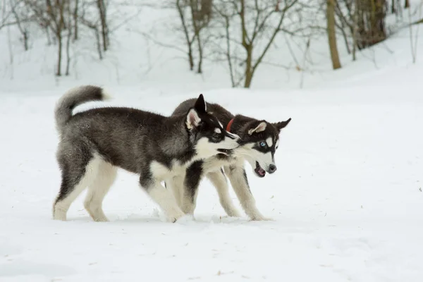 Husky siberiano jugando en la nieve en el día de invierno — Foto de Stock
