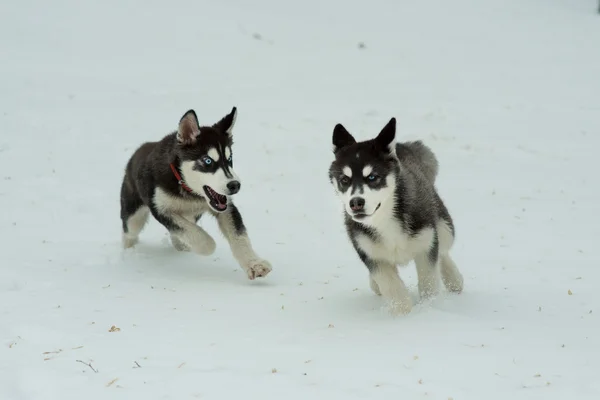 Husky siberiano jugando en la nieve en el día de invierno — Foto de Stock