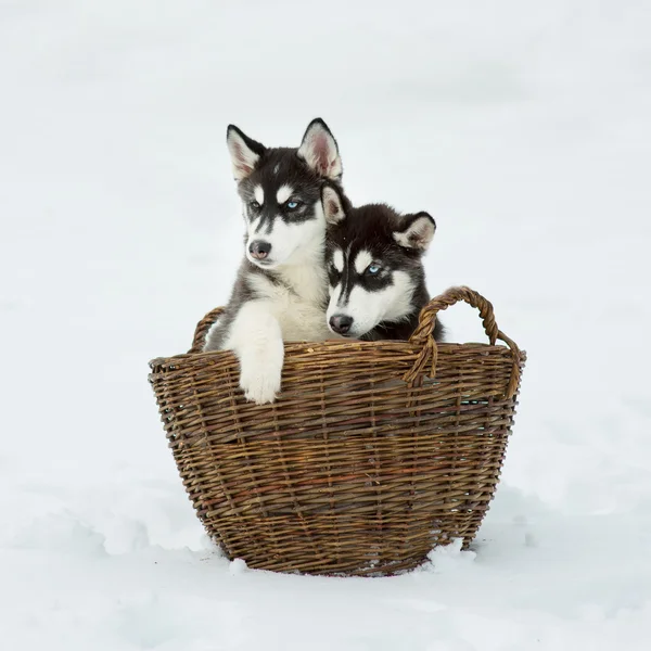 Husky siberiano en un campo de nieve en un día de invierno — Foto de Stock