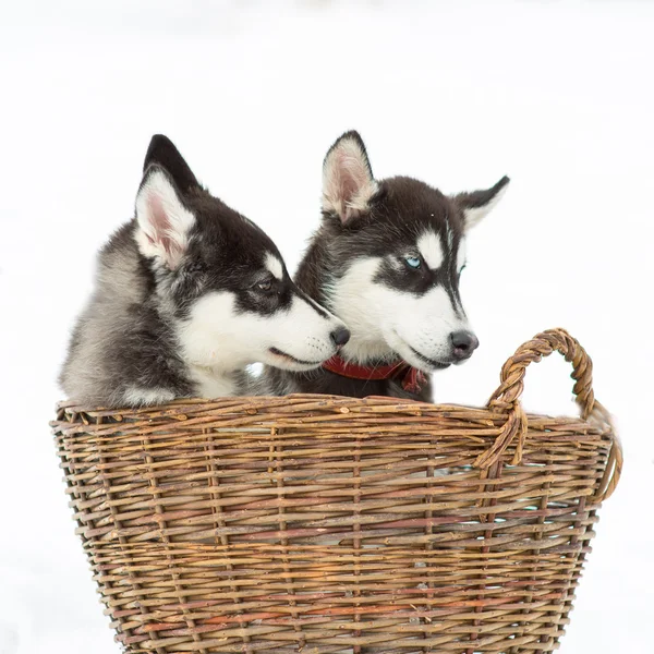 Husky siberiano en un campo de nieve en un día de invierno — Foto de Stock