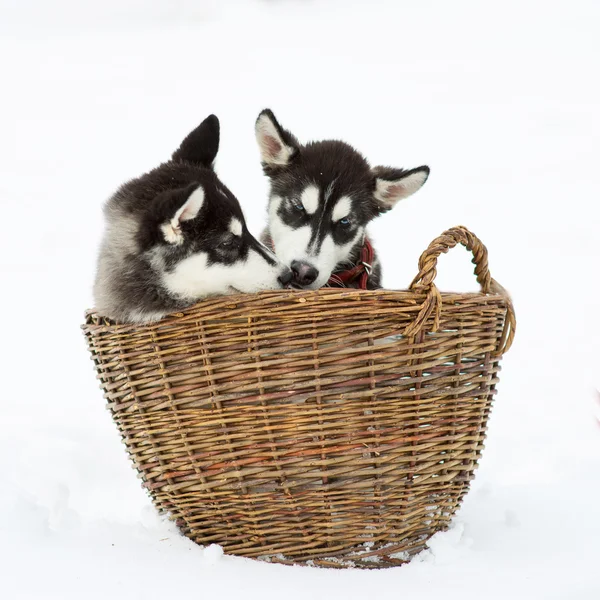 Husky siberiano en un campo de nieve en un día de invierno — Foto de Stock