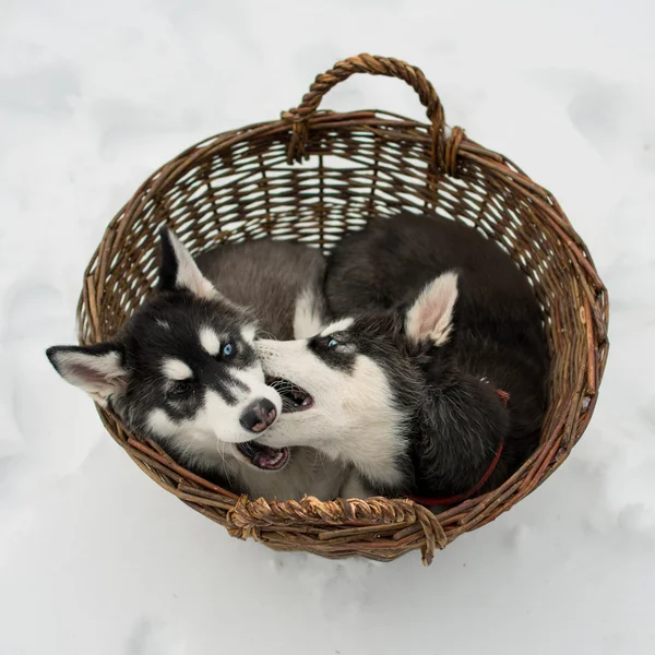 Husky siberiano en un campo de nieve en un día de invierno — Foto de Stock