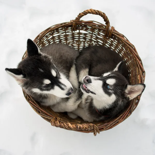 Husky siberiano em um campo de neve em um dia de inverno — Fotografia de Stock