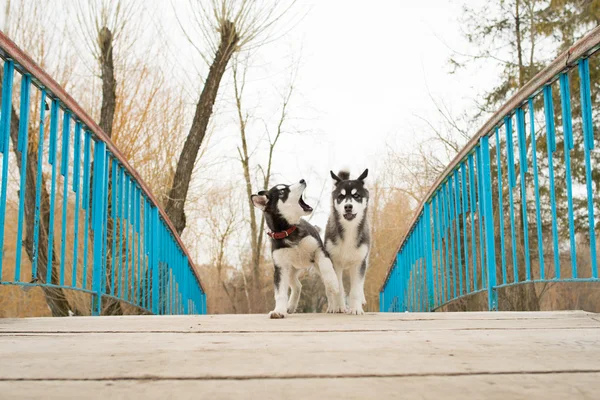 Siberische husky uitgevoerd over de brug in een winterdag — Stockfoto