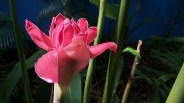 Parlak pembe tropikal çiçek ağır çekim