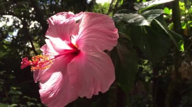 Tropikal bahçe içinde çırpınan pembe Hibiscus çiçek