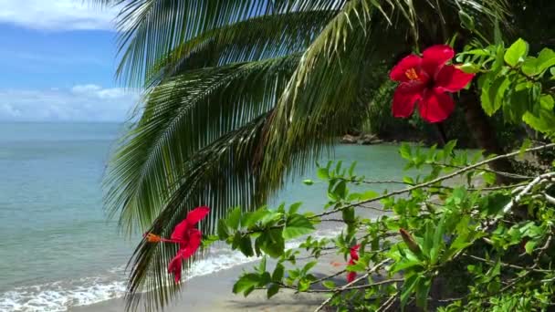 Rote Hibiskusblüten mit Palmen am brasilianischen Strand — Stockvideo