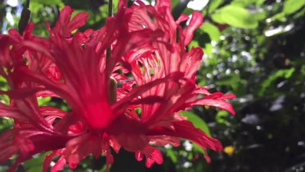 Yeşil ormanda sarkan tropikal kırmızı çiçek — Stok video