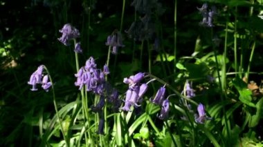 Bluebells İngilizce kırsal kesimde