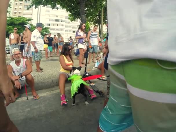 Карнавал в Рио-Блокао для собак — стоковое видео