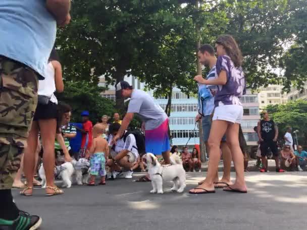 Blocao Rio de Janeiro Carnival for Dogs — Stock Video