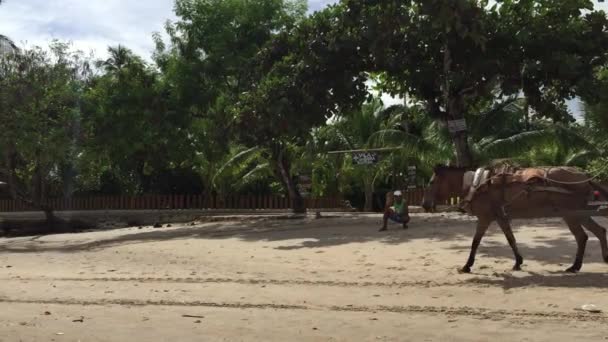 Pferd und Wagen rustikaler brasilianischer Strand — Stockvideo