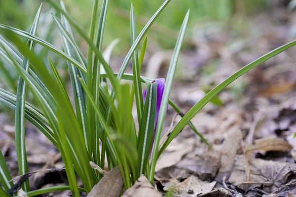 Bitkilerle Mor Sibirya İris çiçeği, İrlanda sibirkası.