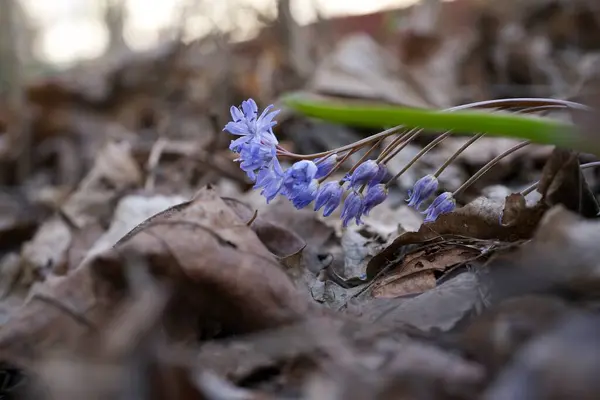 Sarı yapraklar üzerinde kar damlası