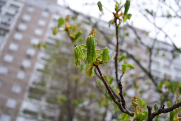 Bahar teması. Kestane yeşili filizleniyor. Yeşil kestane yaprakları