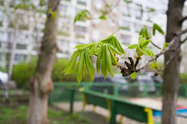 Bahar teması. Kestane yeşili filizleniyor. Yeşil kestane yaprakları