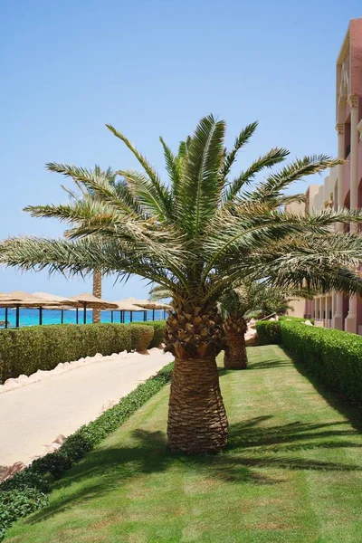 Mavi gökyüzünde güneş ışığı olan tropik palmiye ağacı ve soyut beyaz bulut arkaplanı. 