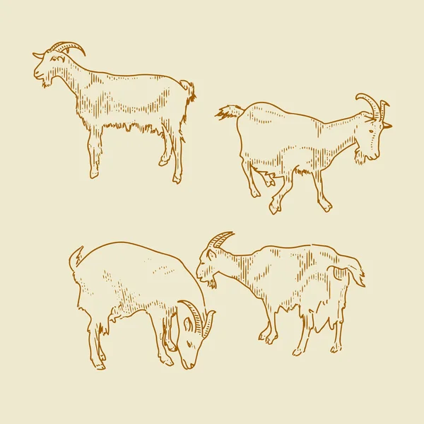 keçi vektörü ayarlandı