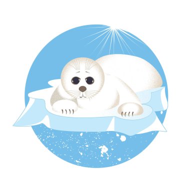 Kuzey Kutbu 'nda buz kütlesi üzerinde yalnız bir fok yavrusu.