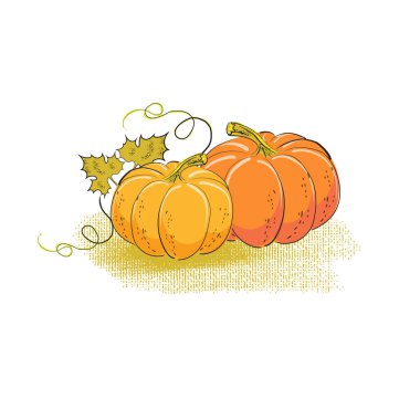 Balkabağı vektör illüstrasyonu