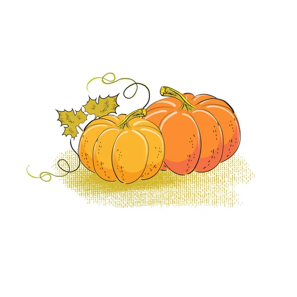 Balkabağı vektör illüstrasyonu