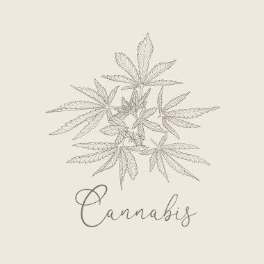 El yapımı kenevir. Esrar yaprakları ve vektör çizimlerinin çizimi.