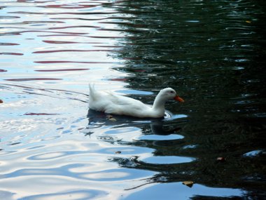Çiçekler ve ördekler