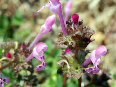 Çiçekler ve ördekler