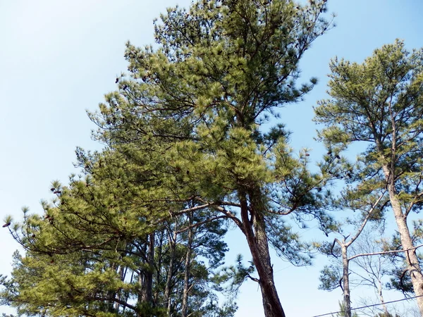 Çiçekler ve ördekler