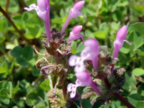 Çiçekler ve ördekler
