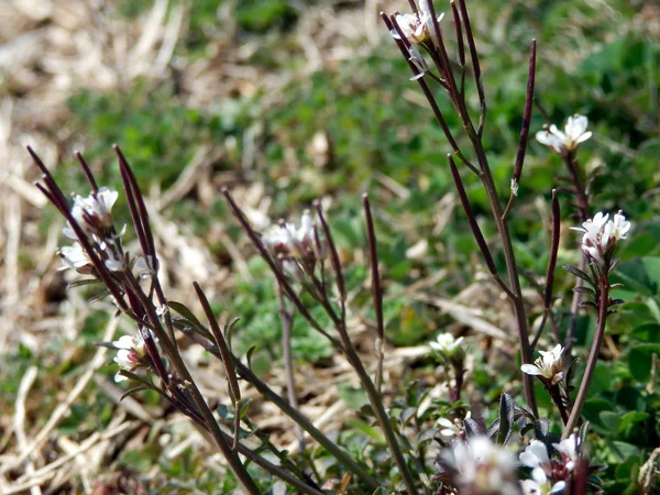 Blommor och ankor — Stockfoto