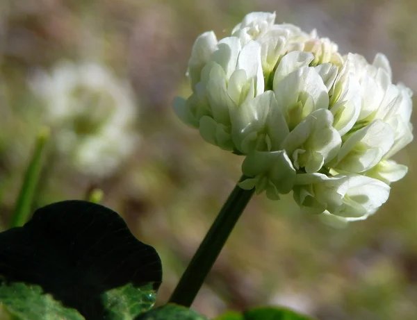 Цветок алабама — стоковое фото